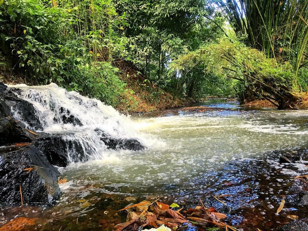 Natureza no meio da cidade: agende sua visita guiada ao Parque São Bartolomeu - Na Bahia